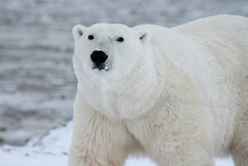 Les animaux mangent cru et sont capables d'avoir chaud contrairement aux humains
