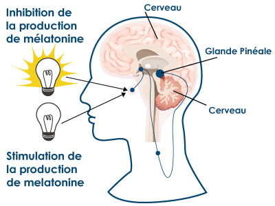 la baisse de la luminosité déclenche la production des hormones du sommeil